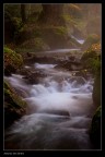 Nel bosco_3