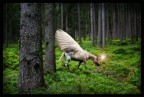 Nel bosco#1