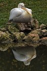 pellicano