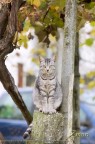 Gatto "selvatico".
(Canon 70-200 f4L)