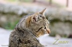 Un classico, il gatto di casa - "ritratto".
(Canon 70-200 f4L)