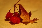 colori d'autunno