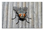 Mosca in gessato