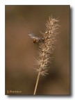 Schianto in volo
