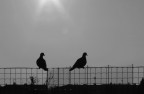 giusto il tempo di una foto,poi sono volate via. peccato