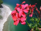fiore nel lago