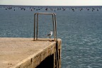 ... ai filtri a Trieste... bei bagni questa estate