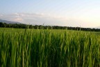 ... una passeggita a pasqua nella campagna umbra...