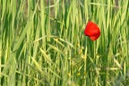 ...il povero papavero si difende dalla massa di verde che lo circonda...