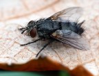 the fly