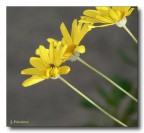 Giallo Giallo