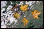 Sigma 70/300,velocit otturatore 1/250,apertura f/11, ISO 100, focale 70  mm