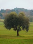 colori d' autunno