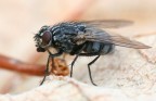 The Big Fly The Big Fly
