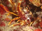 Avresti il coraggio di buttarmi nell'acqua bollente?