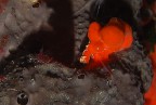 Elefante rosso per The Cat