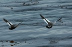 volo radente