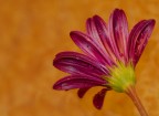 Fiore