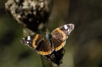 Farfalla
