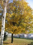 Autunno2