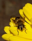 Sirfide in giallo