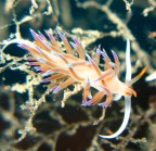 Cratena peregrina