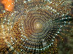 Spirografo o Bersaglio?
