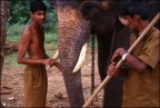 Orfanotrofio degli elefanti di Pinnawela - Sri Lanka. Mi piaceva il modo in cui  il ragazzo 'parlava' all'elefante, come se fossero amici di lunga data