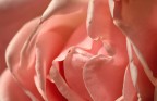 Petali rosa