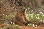 marmotta.....in allerta marmotta.....in allerta