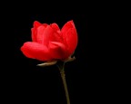 semplicemente rosa