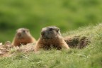 Marmotte