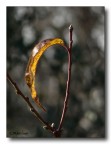 l'inverno