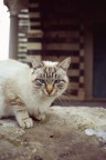 Questo gatto ci ha fatto compagnia durante uno spuntino presso la chiesa di Saccargia