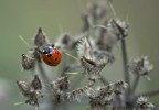 coccinella