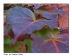 colori d'autunno 2