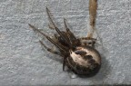 Zygiella atrica