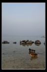 Garda ducks