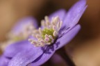 Canon 20d
Tamron 90 f2,8 macro
1/200 f5,6