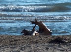 trasportato dal mare