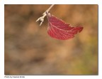colori d'autunno 3