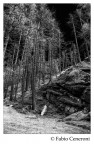 nel bosco