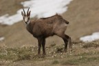 Lessinia, quota 1700 m. ca.
Canon EOS 20D
EF 400mm f 5,6L
1/500 f: 7,1
ISO 200