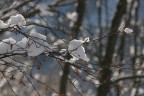 ....alla fine di una nevicata....
Canon EOS 20D
EF70/200 f:2,8 L
1/320 f:9,0
ISO 200