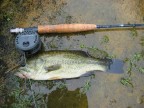 Black_Bass