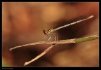 Libellula