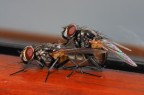 musca Siffredi...