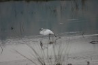 Birdwatching