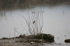 Birdwatchig