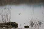 Birdwatching